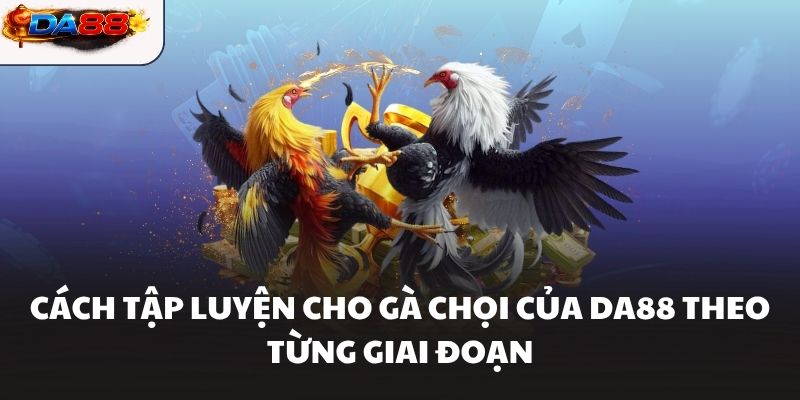 Cách tập luyện cho gà chọi của DA88 theo từng giai đoạn